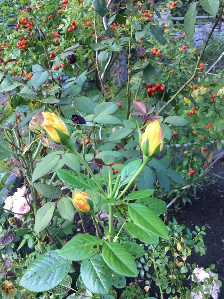 Чайная беседка