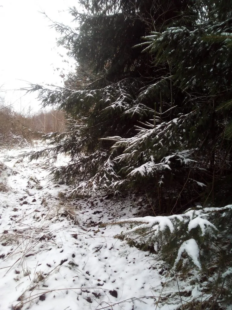 Tapтaлeтки & Ко