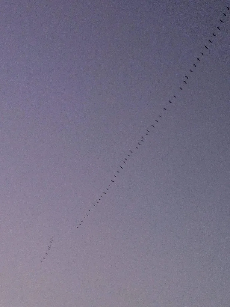 Tapтaлeтки & Ко