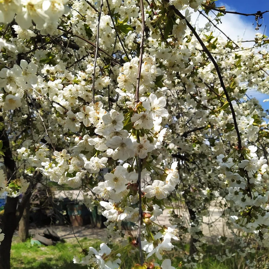 Чайная беседка