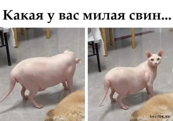 Посмеялся сам - поделись с другом!!!