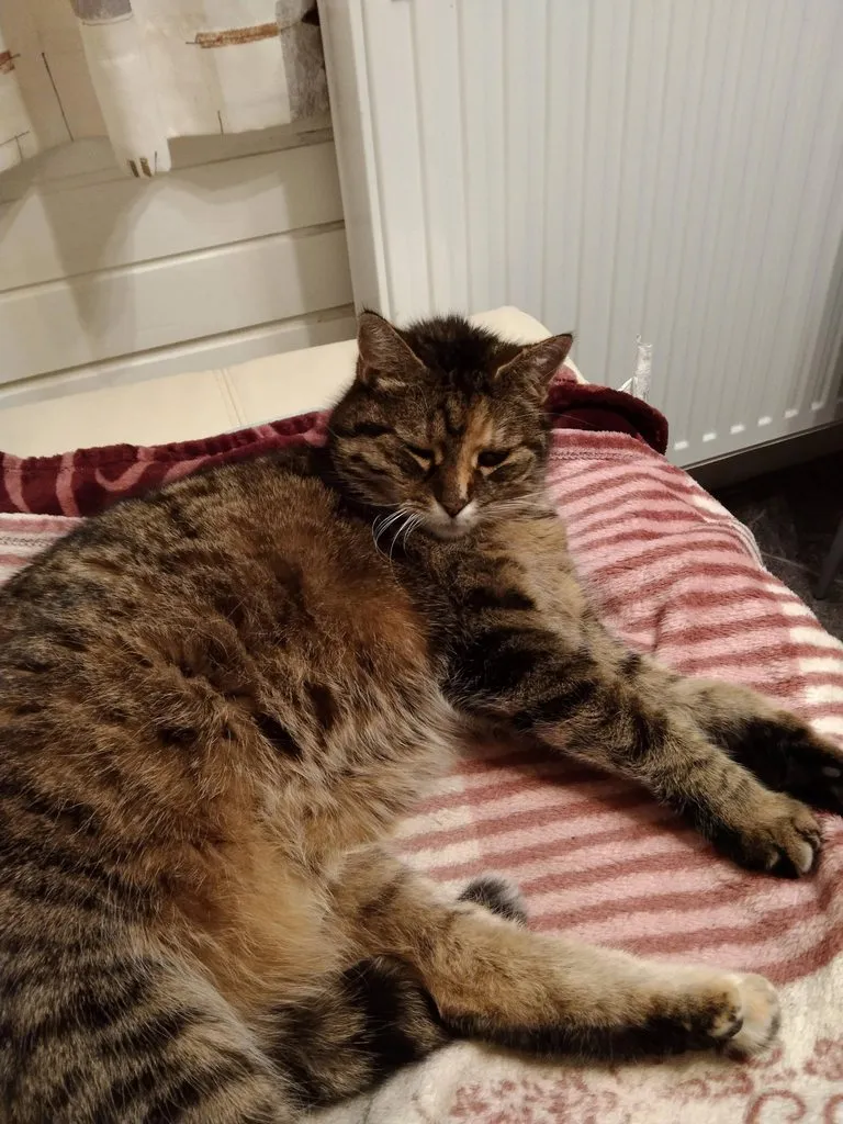 Чайная беседка