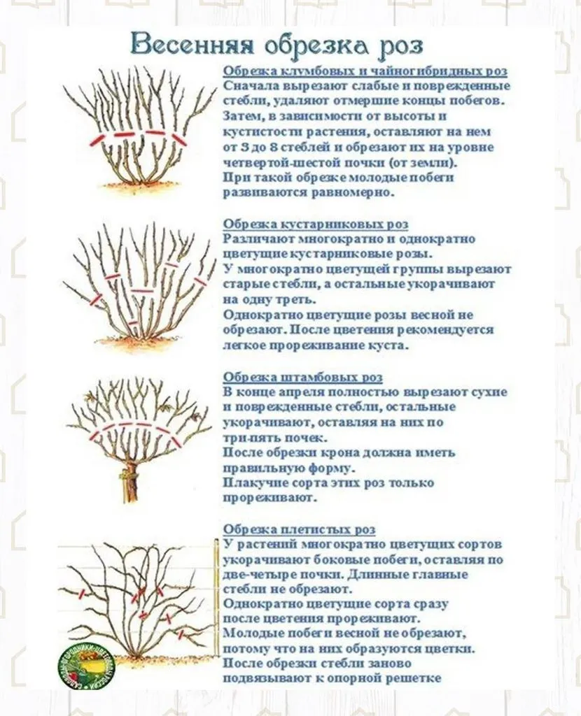 Садово-огородная  инфографика