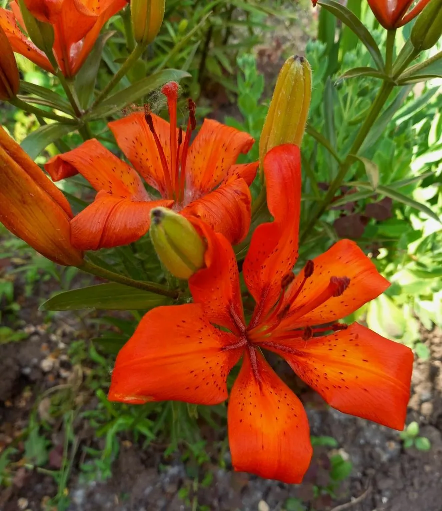 Чайная беседка