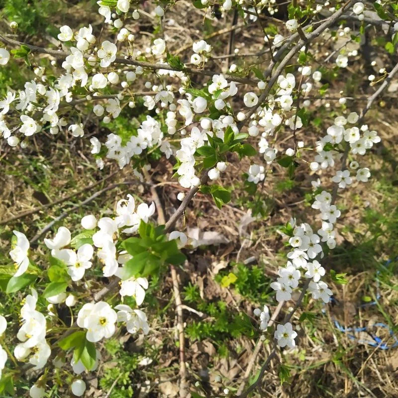 Чайная беседка