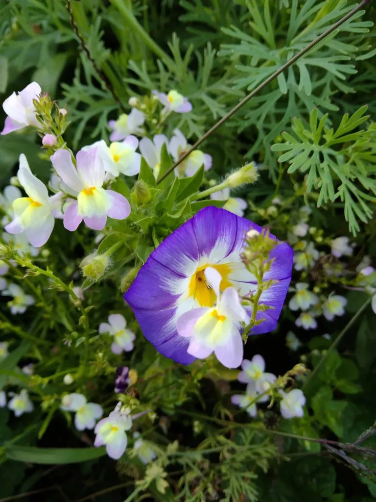 Чайная беседка