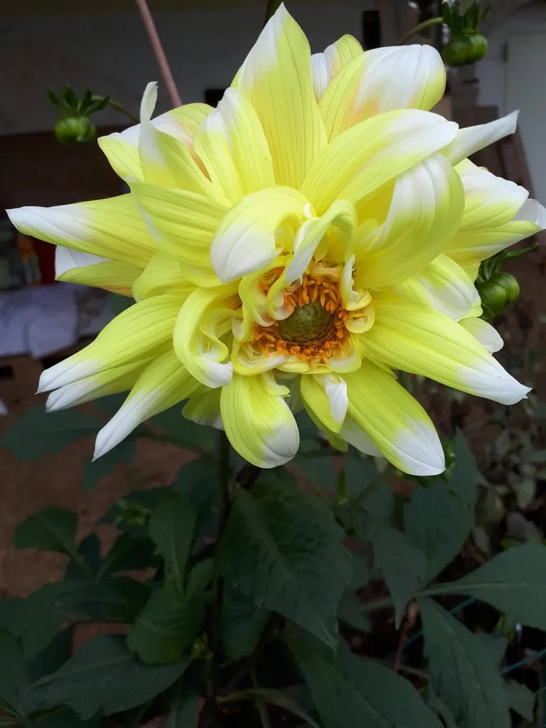 Чайная беседка