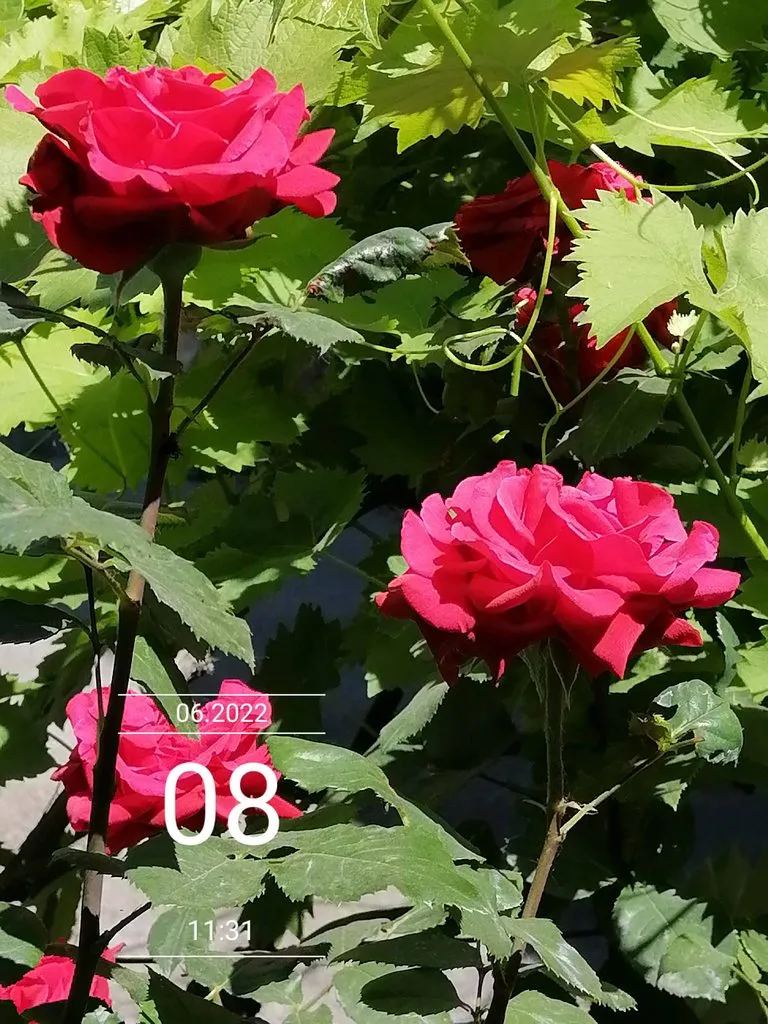 Чайная беседка