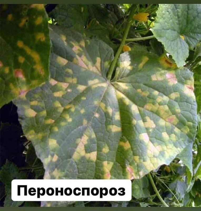 Сажаем, растим, собираем урожай…