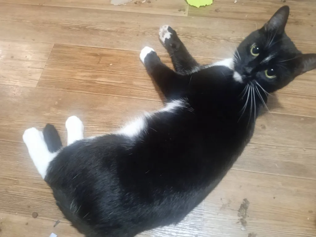 Чайная беседка