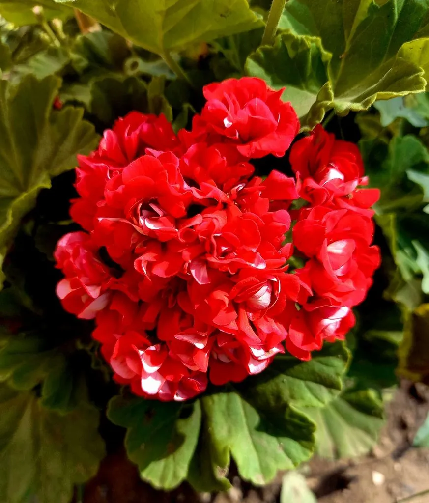 Чайная беседка