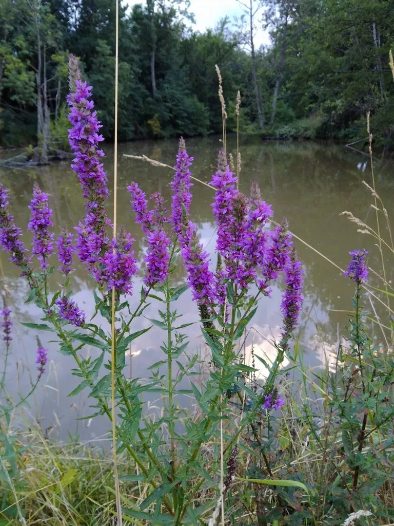 Чайная беседка