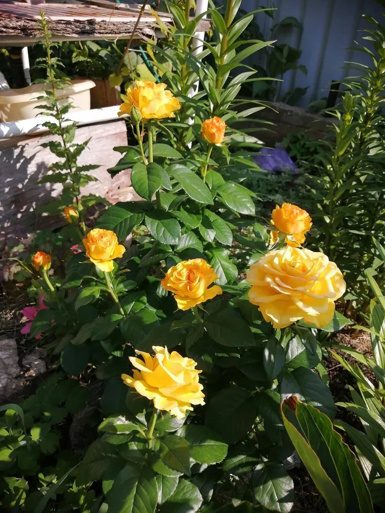 Чайная беседка