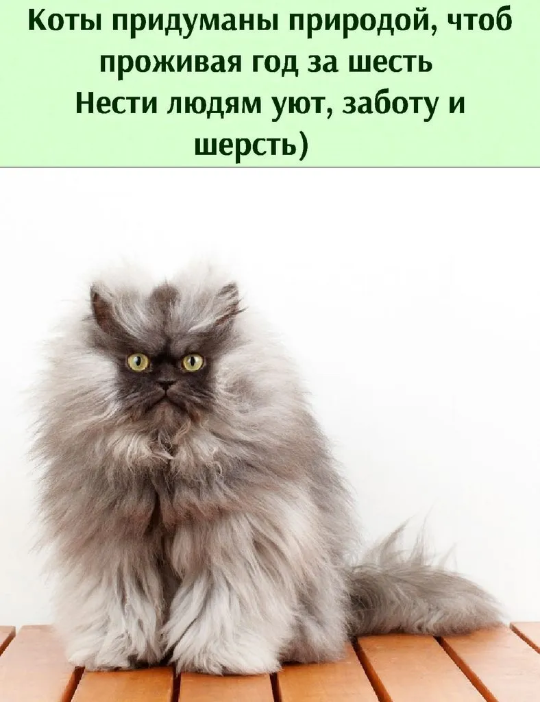 Кто сказал «Мяу»?