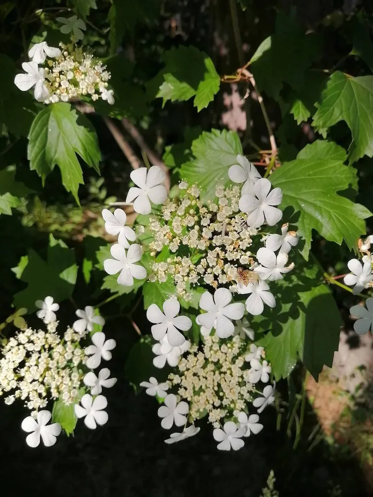 Чайная беседка