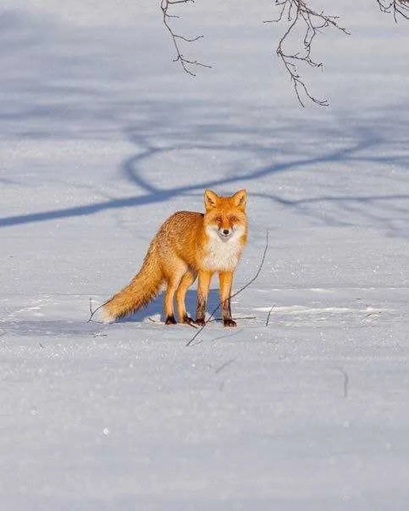 Коломенское
