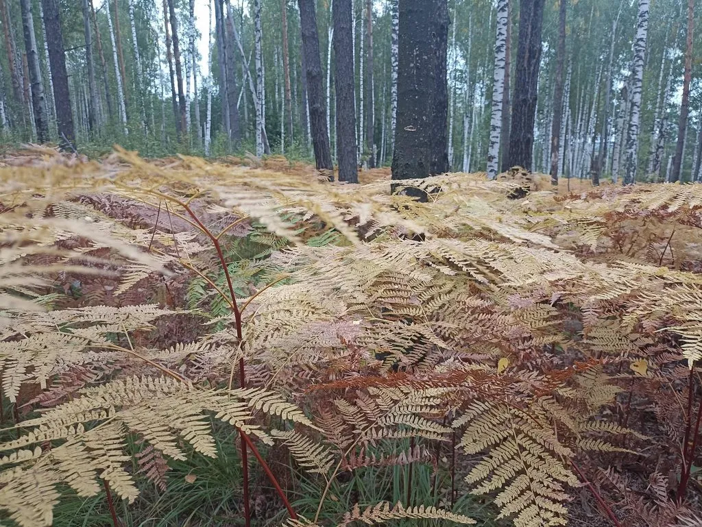 Фотонастроение