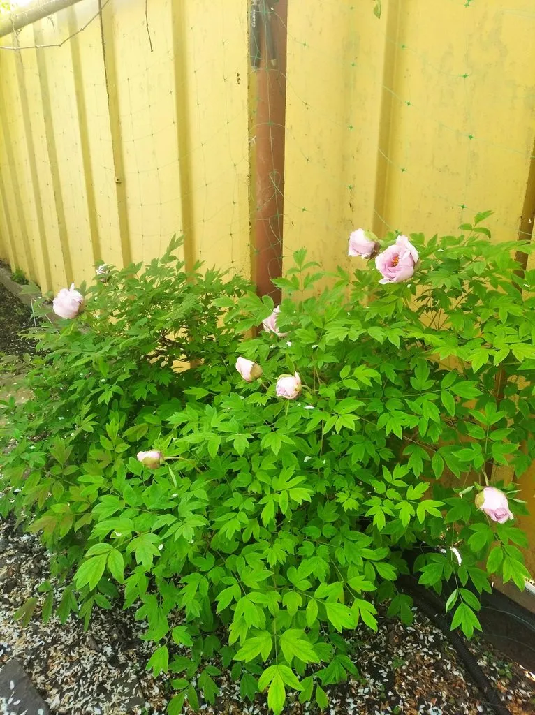 Чайная беседка