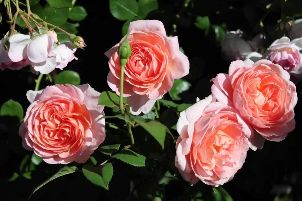 Чайная беседка