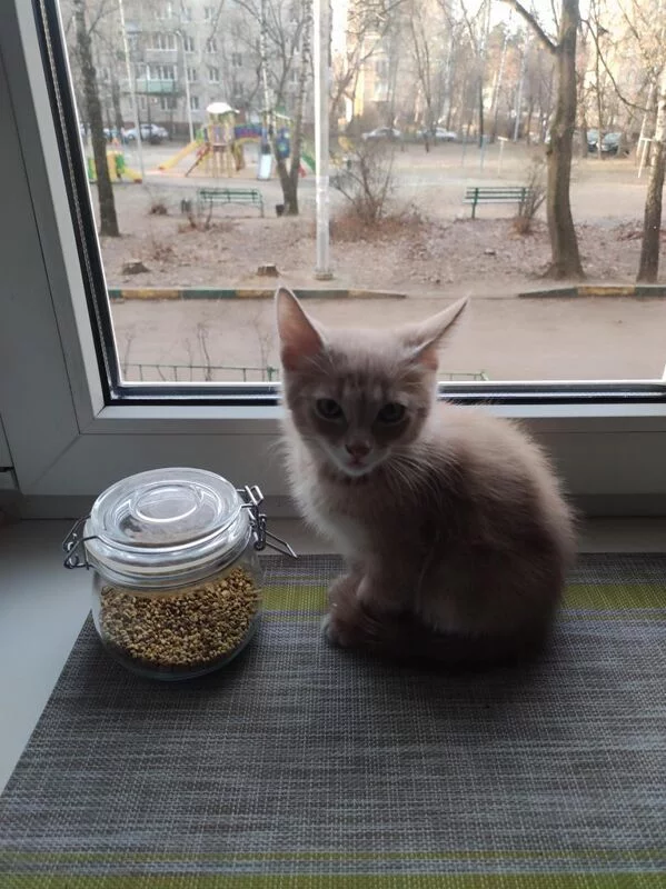 Чайная беседка