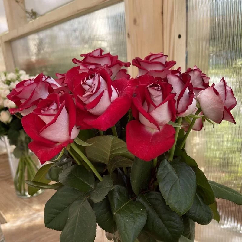 Чайная беседка