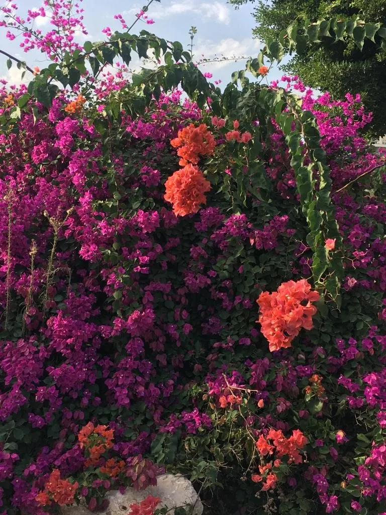 Чайная беседка