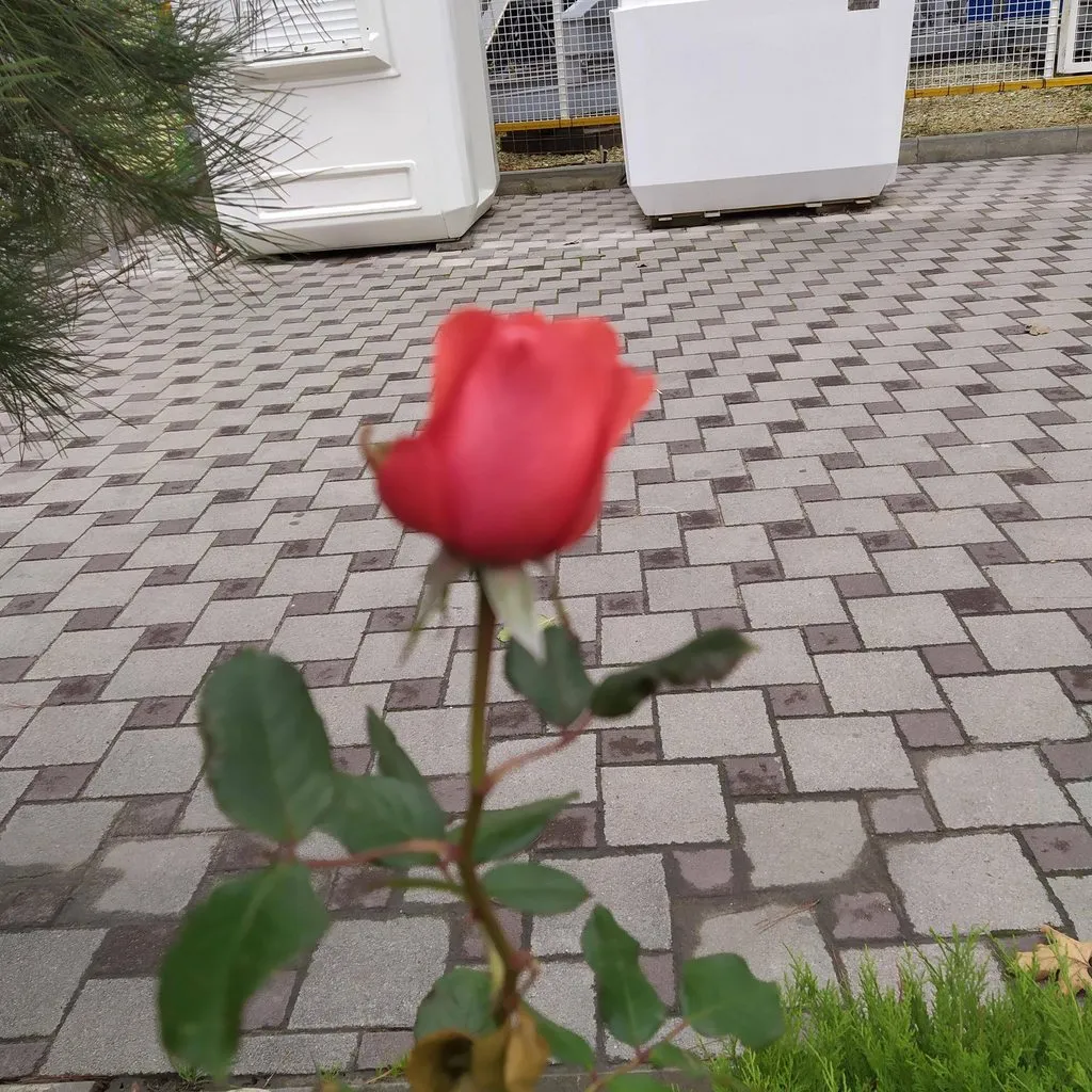 Чайная беседка