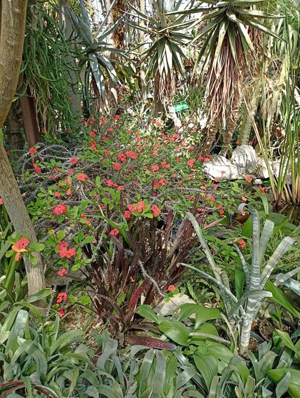 Флора