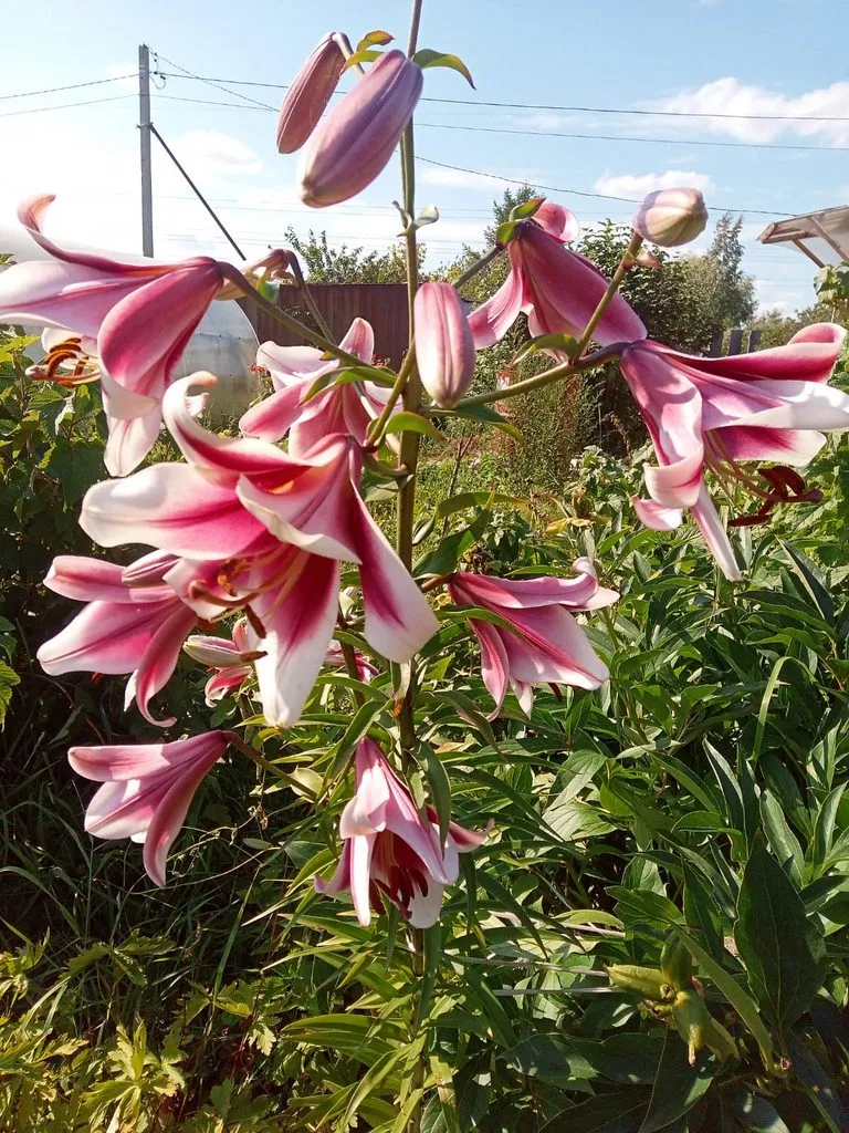 Чайная беседка