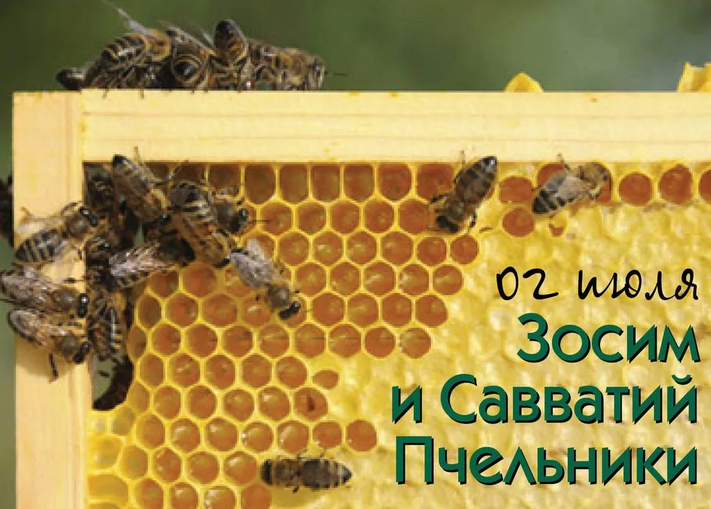 Пчёлки очень любят мёд