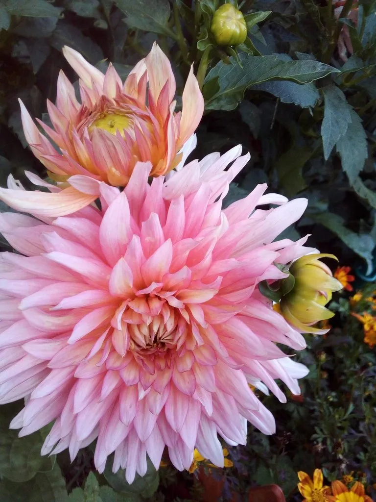 Чайная беседка