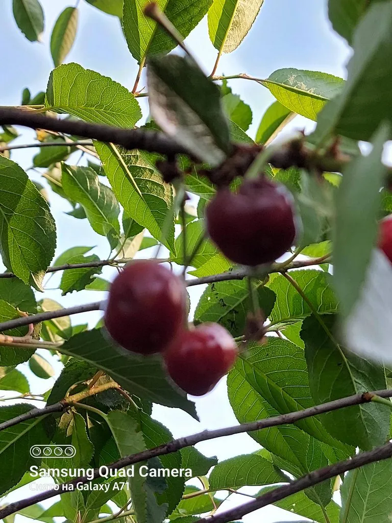 Чайная беседка