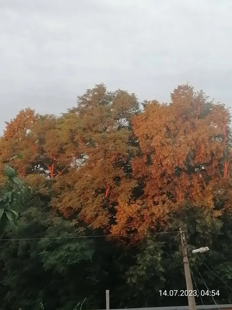 Чайная беседка