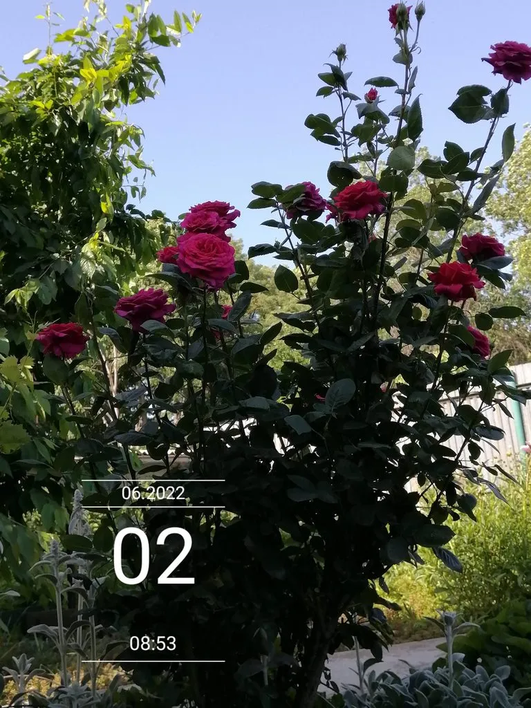 Чайная беседка