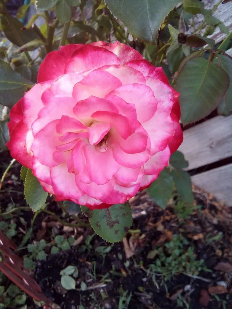 Чайная беседка