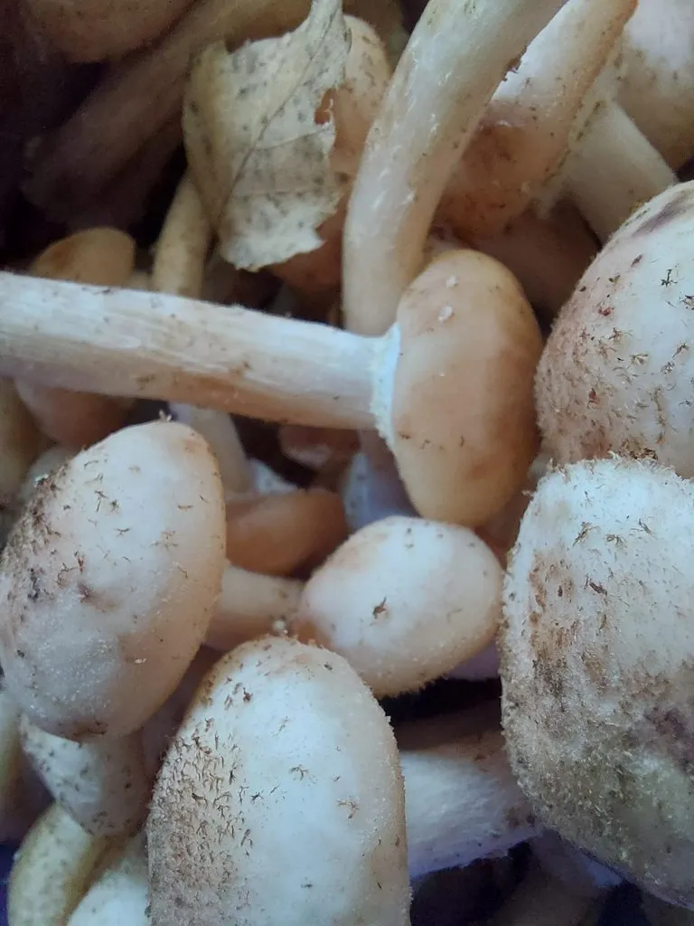 Чайная беседка