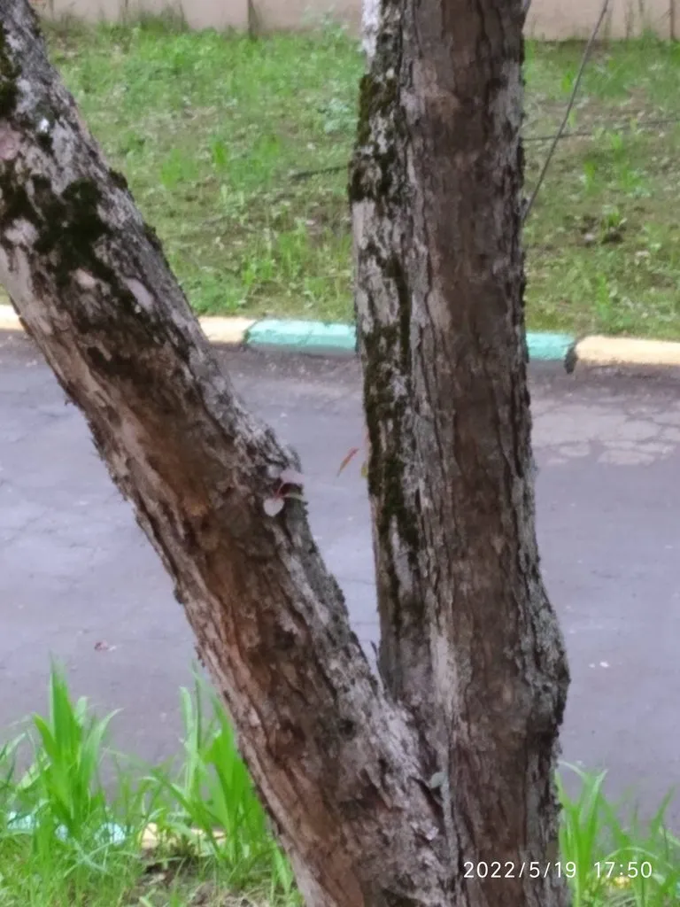 Чайная беседка