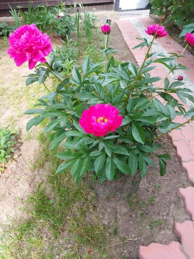 Флора