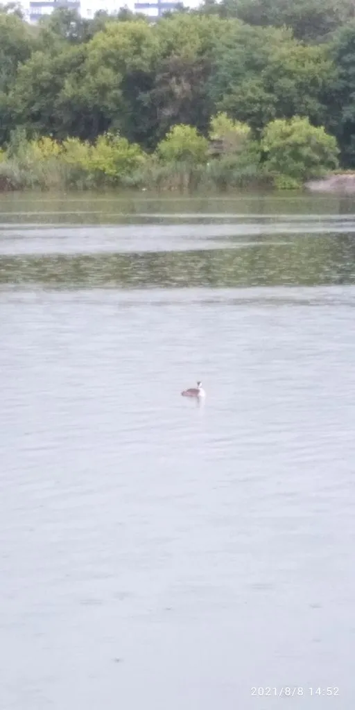 Tapтaлeтки & Ко