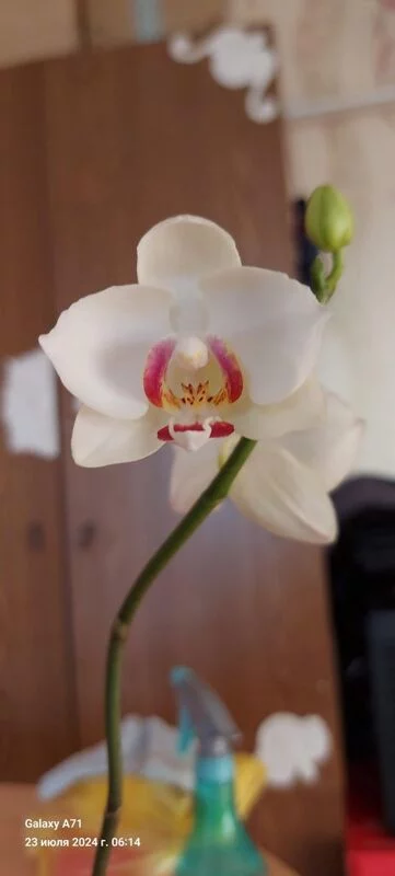 Чайная беседка