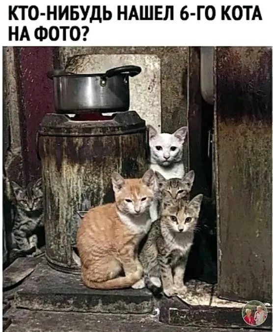 Кошичкина полиция