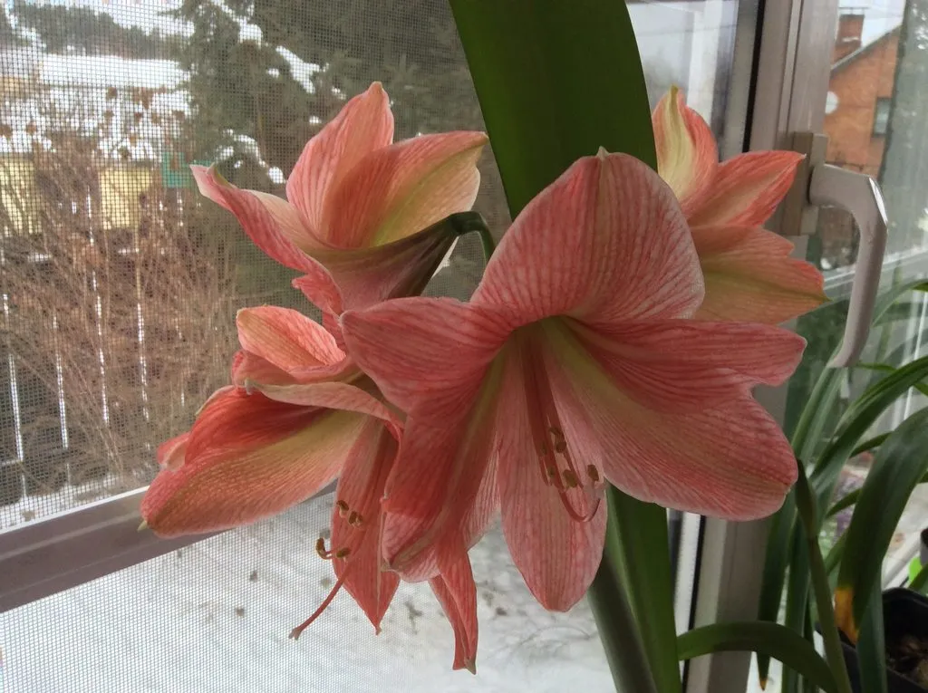 Пора выращивать рассаду