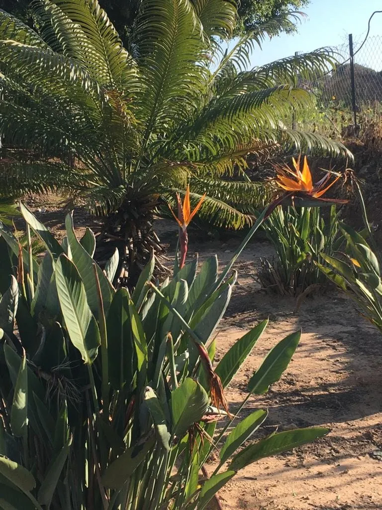 Чайная беседка