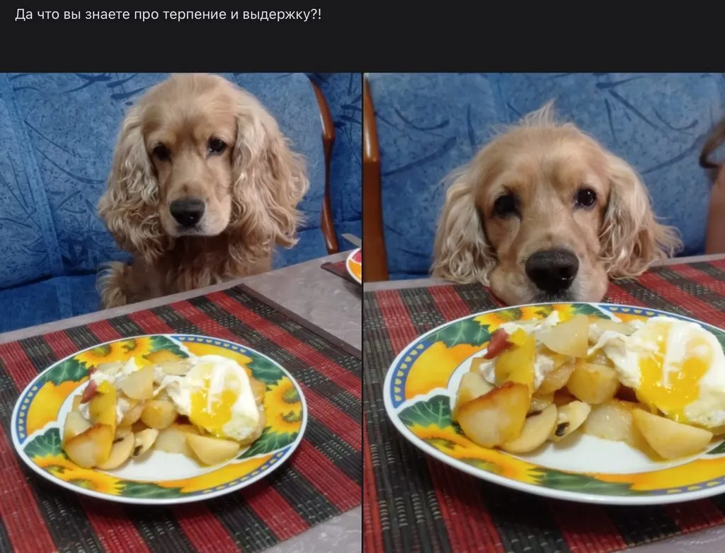 Эти забавные животные