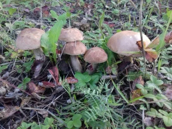 По грибы с лукошком