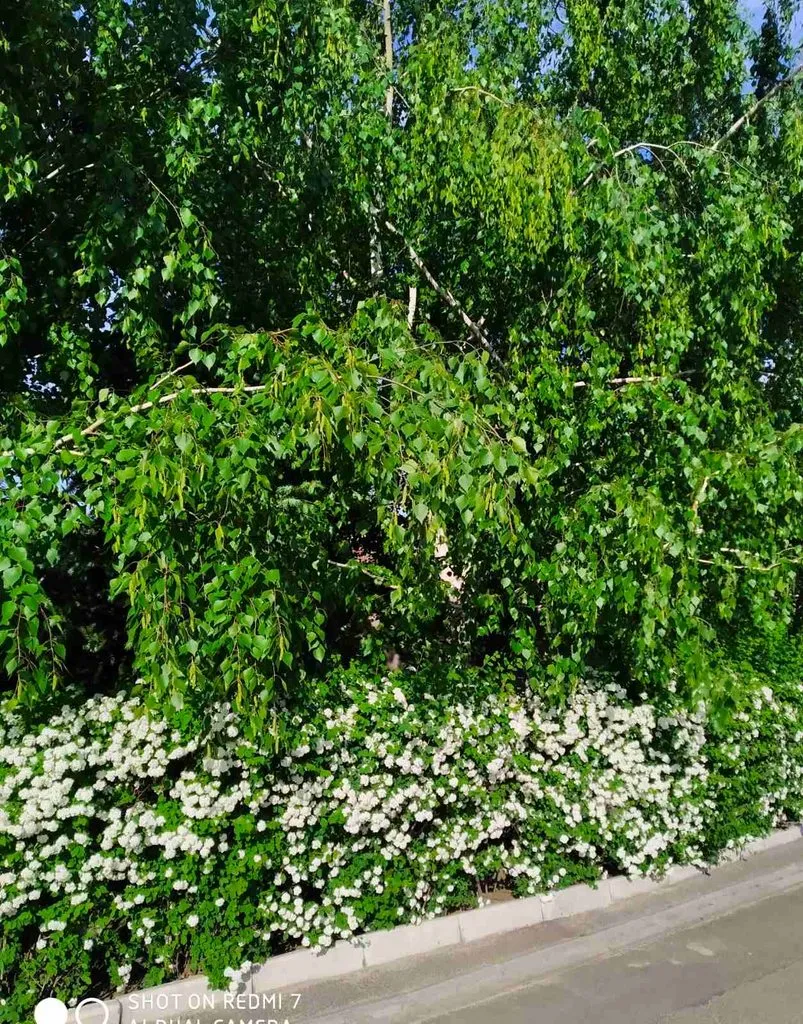 Чайная беседка