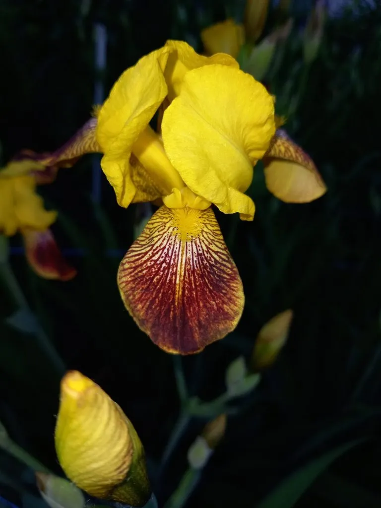 Чайная беседка