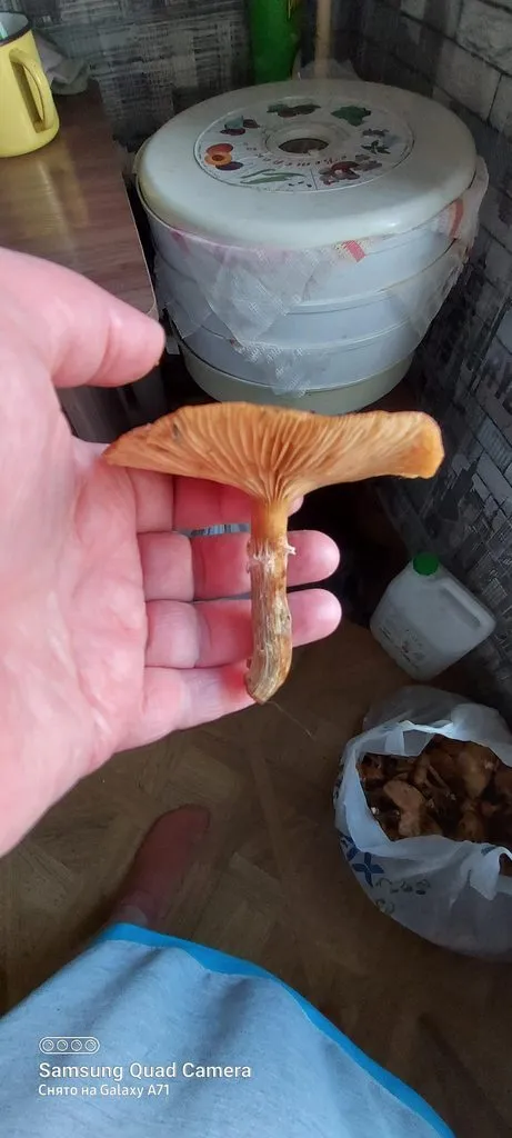 По грибы с лукошком