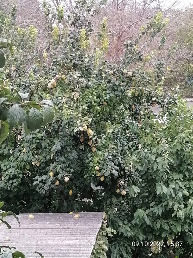 Чайная беседка