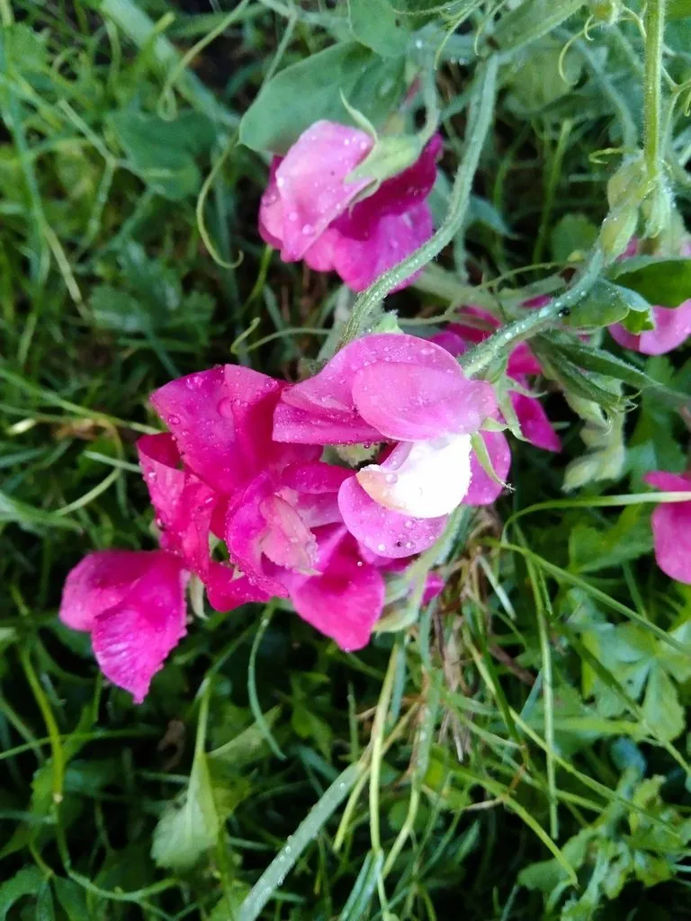 Чайная беседка